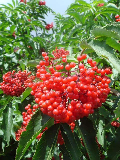 Sambucus tigrani i fruit P18